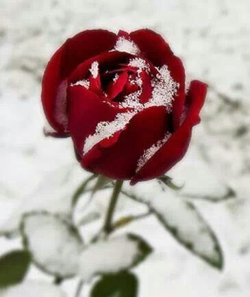 My mother had a red rose bloom on Christmas Day when I was a teenager. Exciting for her. Beautiful for the rest of the family.